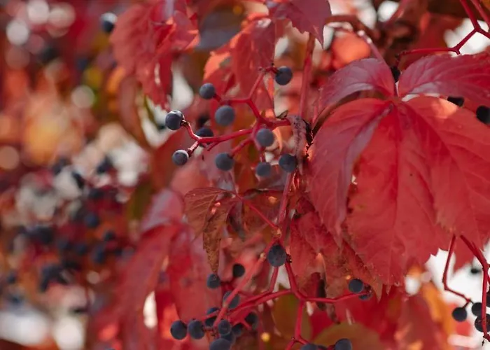 Lägenhet Pri Adamsovih